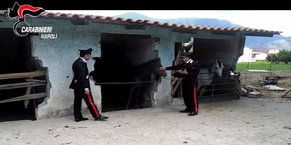 Striano: i carabinieri scoprono un allevamento abusivo di cavalli. Denunciato un uomo.