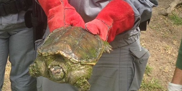 Pomigliano: i Carabinieri Forestali trovano un'altra tartaruga azzannatrice nella Villa Comunale