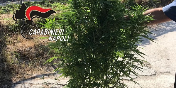 Monteruscello: possesso di marijuana, 27enne arrestato dai carabinieri