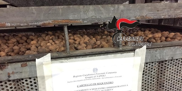 Afragola: i Carabinieri Forestali sequestrano 15 quintali di noci non tracciate