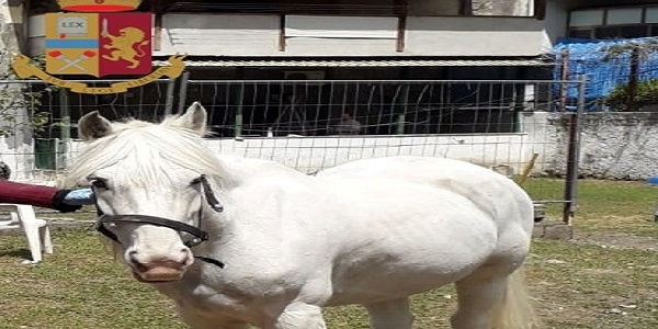 Castellammare di Stabia: la Polizia recupera un cavallo incustodito