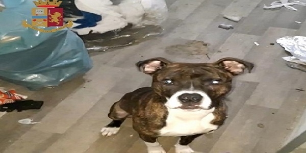 Napoli, Forcella: l'intervento della polizia salva un cane. Era chiuso in un terraneo