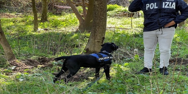Napoli, Rione Traiano: la polizia scopre 2,5 kg di marijuana. Era sotterrata in un'aiuola
