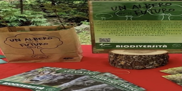 Al Comune di Napoli sarà donato l’Albero di Falcone