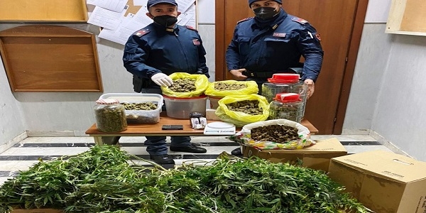 Pomigliano: la polizia scopre una serra di marijuana e arresta due persone