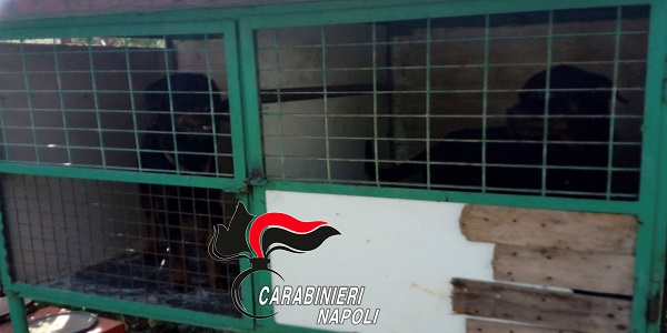 S.Anastasia: Rottweiler in gabbie per uccelli, denunciato dai carabinieri