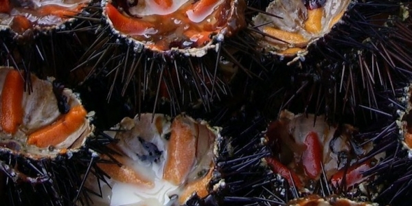 I ricci di mare: temibili e deliziosi