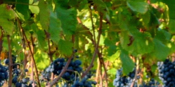 Settembre: il mese dell’uva e del vino, un’antica e straordinaria bevanda…