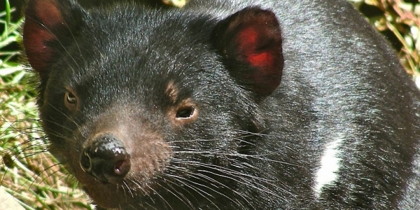 Il Diavolo della Tasmania, un terribile predatore.
