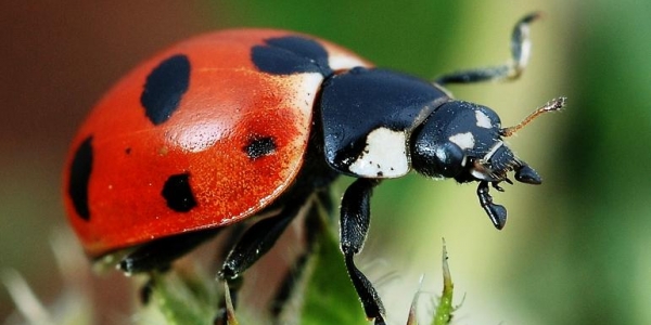 La coccinella, un animaletto portafortuna