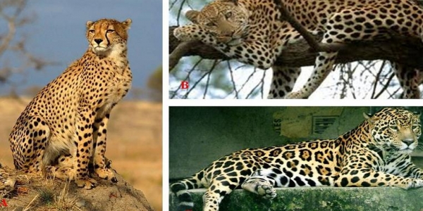 I felini maculati, un mix perfetto di eleganza, velocità , astuzia e ferocia.