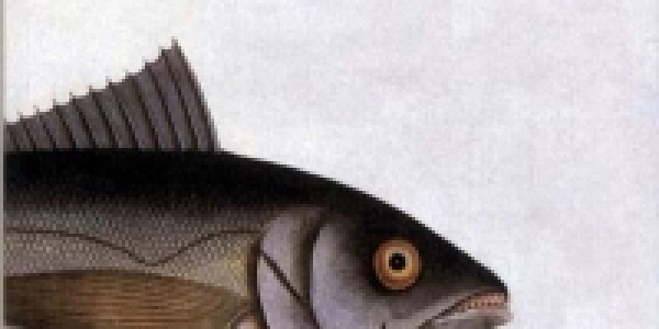 Libri: I pesci non chiudono gli occhi, di Erri De Luca