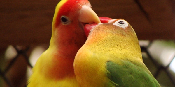 Gli Agapornis, quando l’amore è per sempre.