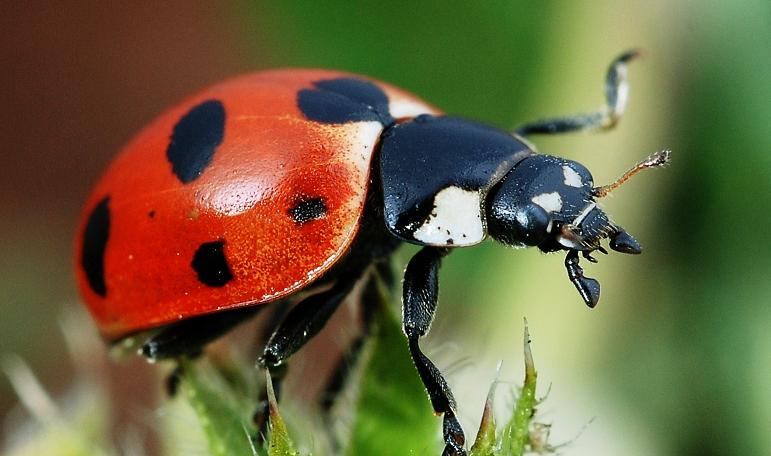 La coccinella, un animaletto portafortuna