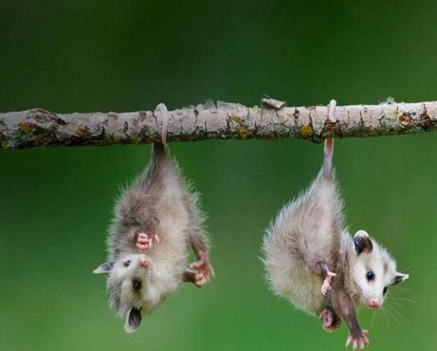 L’Opossum, uno strano animaletto che fa il morto per sopravvivere