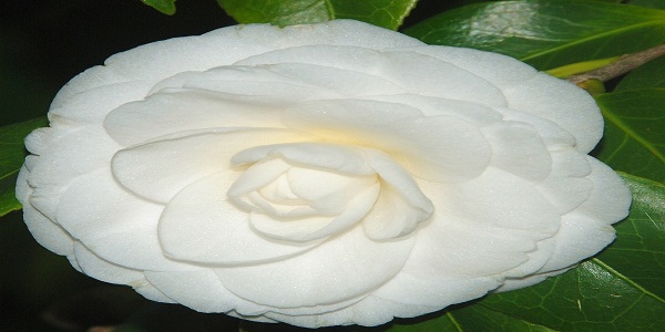 La camelia, uno splendido fiore primaverile.