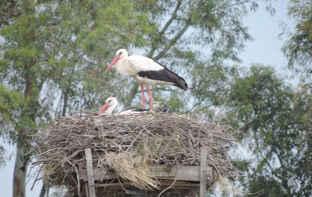 L’Oasi Lago Salso, una palude da proteggere